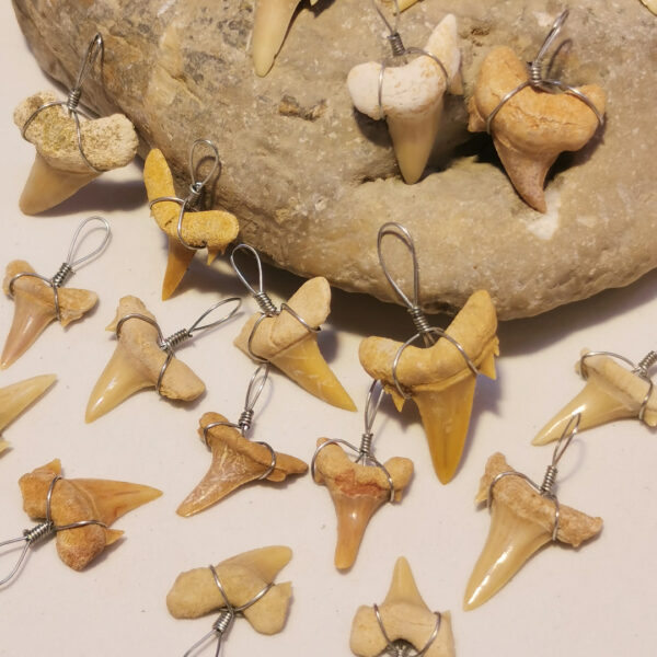 Dente fossile